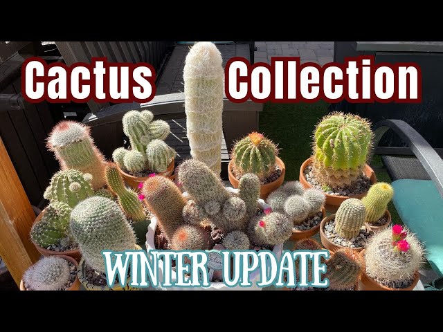 Late Winter Update | #Cactus Collection