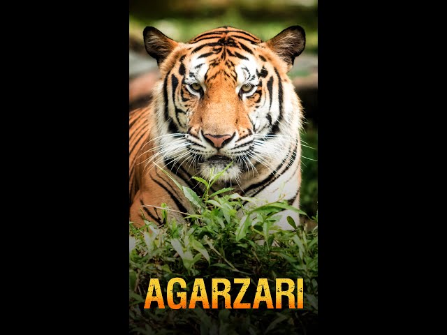 On International Tiger Day, explore  this safari through the Tadoba National Park in India.🐯