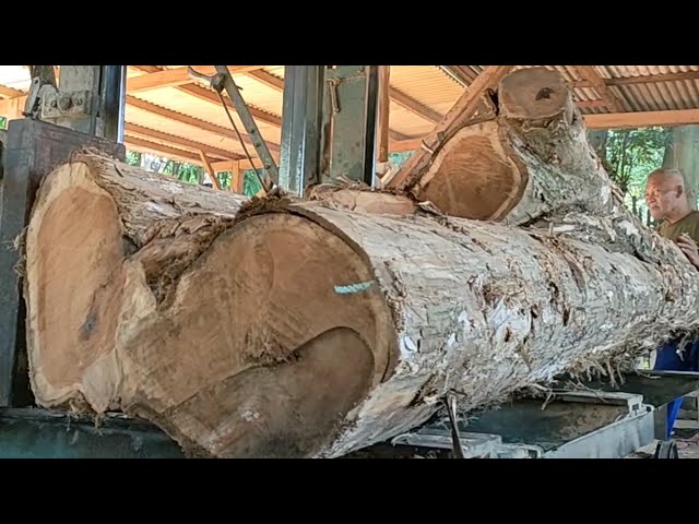 detailed process of sawing monster teak wood from Sidogiri residents