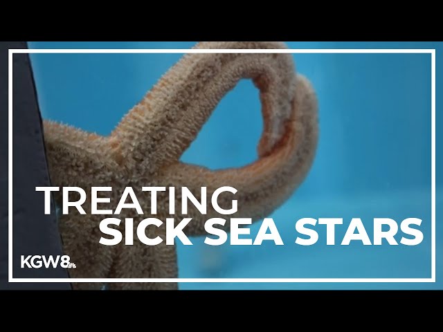 Oregon researcher makes breakthrough on sea star wasting disease treatment