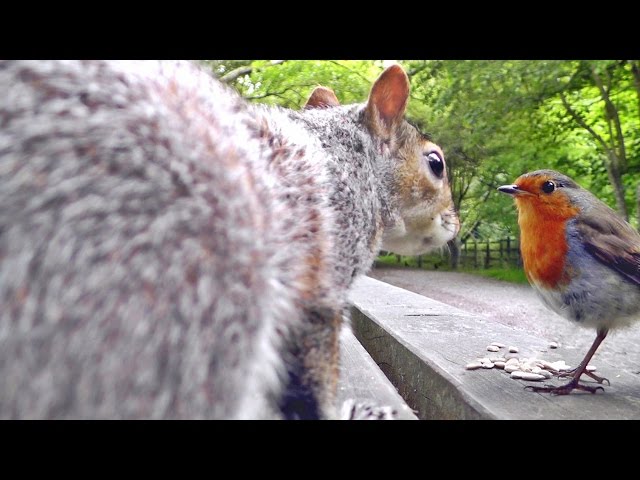 Videos For Cats To Watch - Squirrels, Robin and Great Tit Birds