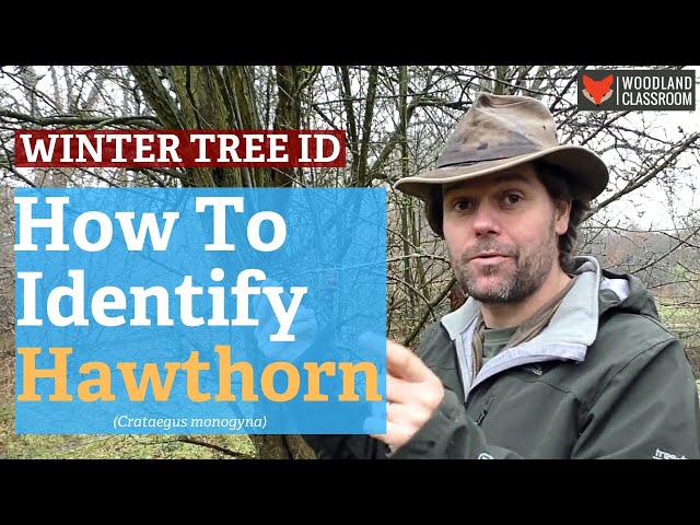 Winter Tree ID: Identify Hawthorn in Winter