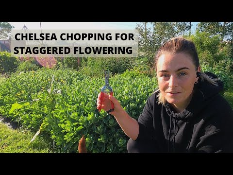 Chelsea Chopping Perennials for Extended Flowering on the Flower Farm
