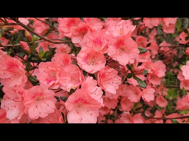 The Beauty of Azalea Flowers Spring 2024 #azaleas #springflowers #spring2024