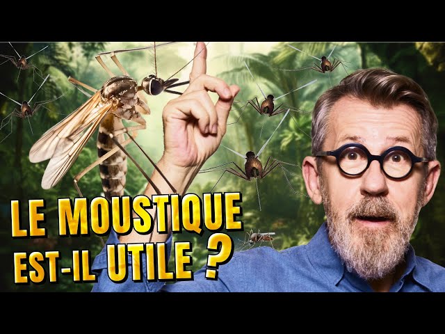 Le moustique est-il utile ?