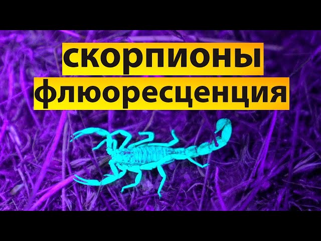 Veritasium - почему скорпионы флюоресцентные?  [Веритасиум на русском]