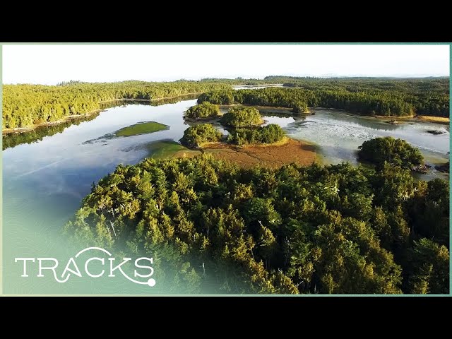 Canada's Unique Rainforest: The Wettest Region In North America | Full Documentary | TRACKS