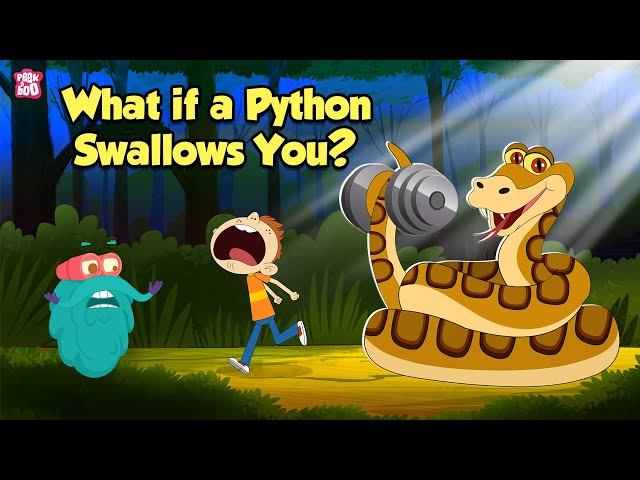 What If a Python Swallows You? | How do Pythons Digest their Food? | The Dr. Binocs Show