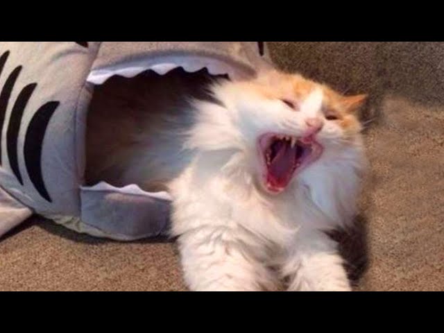 LAUGH Non-Stop: The Funniest Cat Video Of Month 😱