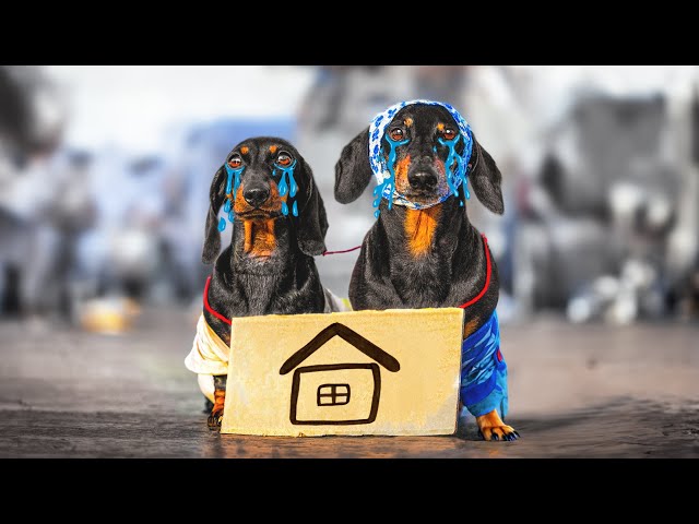 Abandoned Puppies Struggle! Cute & funny dachshund dog video!