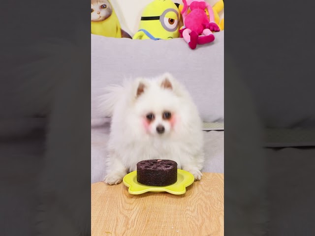 Nico:Guess what my favorite food is?#nico #funny #dog #smartnico #cute