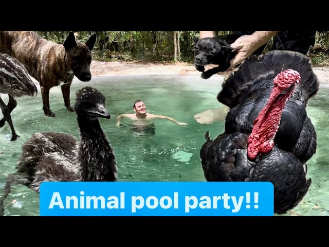 Animal pool party!