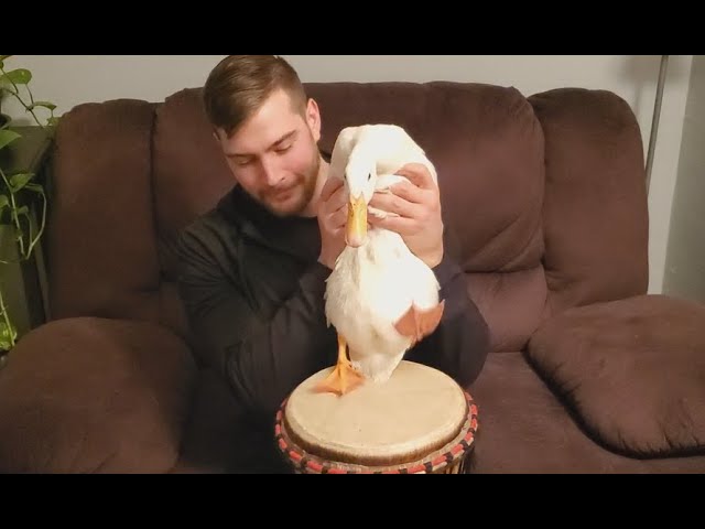 Duck That Can Play The Drums