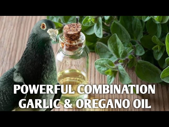 GARLIC & OREGANO OIL Two Powerful Combination of Natural Conditioning oils for Racing Pigeon.