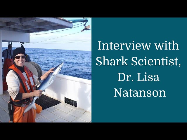 Interview with Shark Scientist, Dr. Lisa Natanson