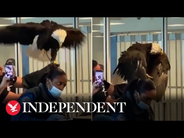 Bald eagle surprises officers during airport security check