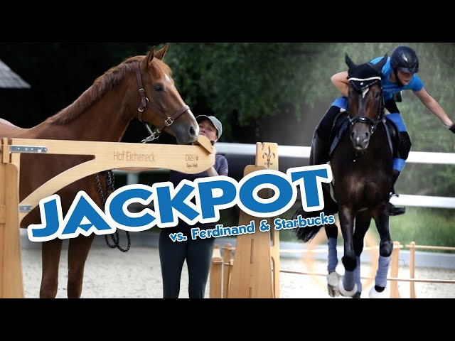 Jackpot beim Working Equitation – Ferdinand vs. Starbucks u. Chapeau | Pferde in der Ausbildung