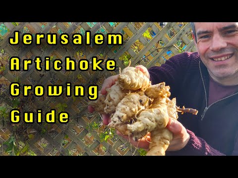 A complete Growing guide for Jerusalem Artichokes Sunchokes In Just 6 Mins