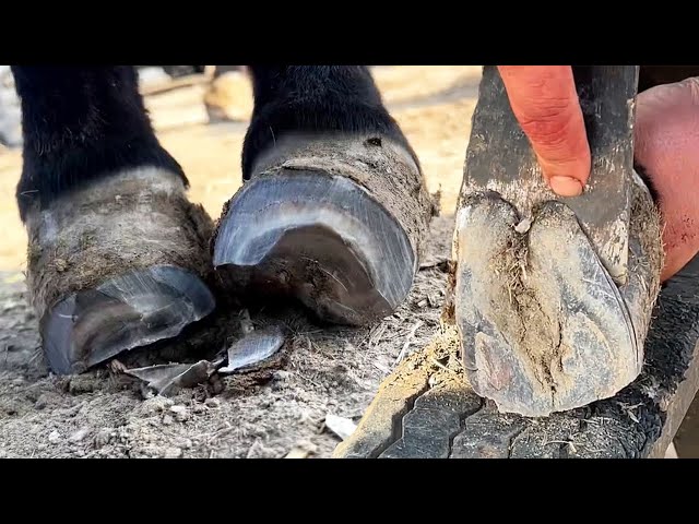 Donkey's hooves are like rocks! Cut off hard cuticles,Satisfying!