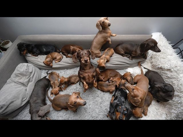 Funny Mini Dachshund dogs world,Breeding And Living with Dachshund | Funny wiener dogs Videos  2021