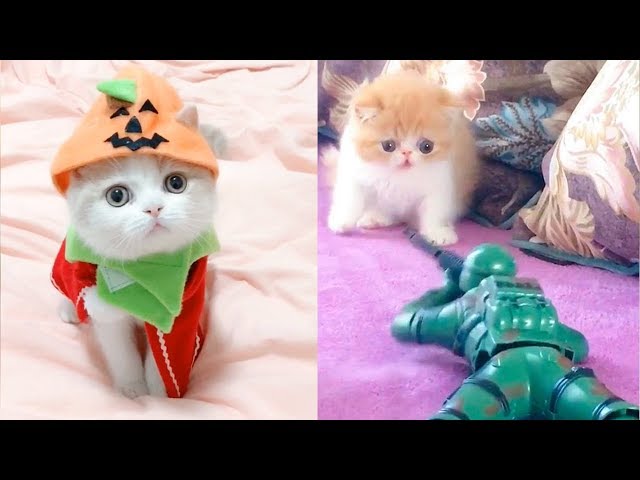 Baby Cats - Funny and Cute Baby Cat Videos Compilation