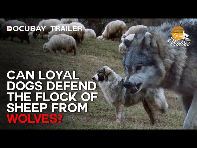 Shepherd's Dogs vs. Mountain Wolf | Living With Wolves