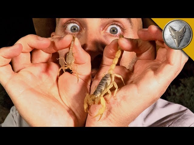 Which Scorpion STING is Worse?!