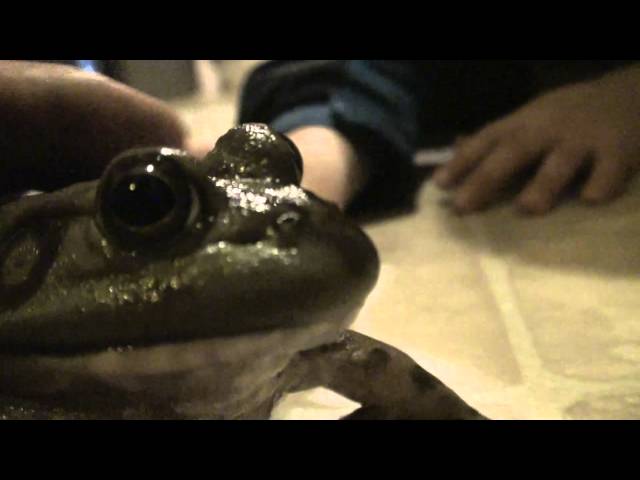 Bullfrog Screaming, Farting, hopping and being funny