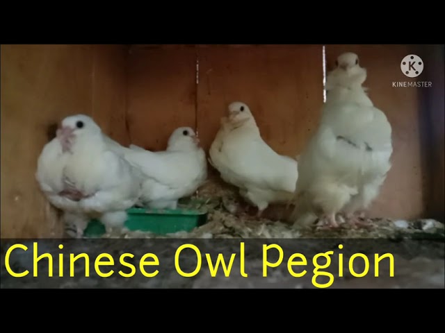 CHINESE OWL PEGION - Pura Nanban