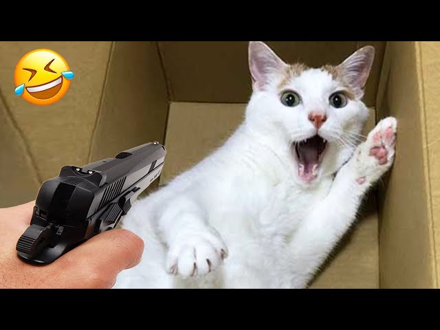 New Funny Animals 🤩 Funniest Cats and Dogs Videos 😸🐶 Part 5