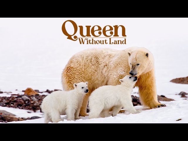 Can A Mama Polar Bear & Her Cubs Survive Climate Change Crisis? | Find Out In 'Queen Without Land'
