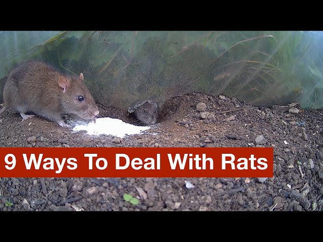 9 Ways To Deal With Rats (warning: lots of footage of rats, living and dead)
