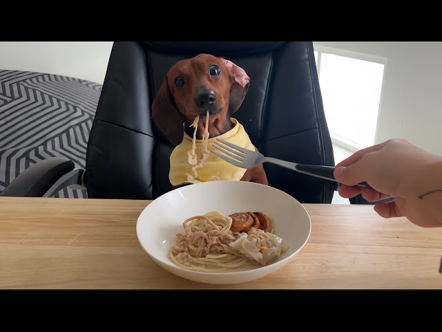 Mini dachshund don't like spaghetti