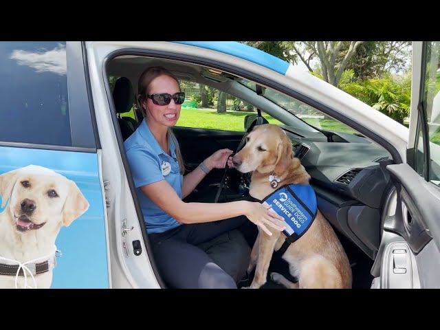 Car Safety with Subaru | Southeastern Guide Dogs