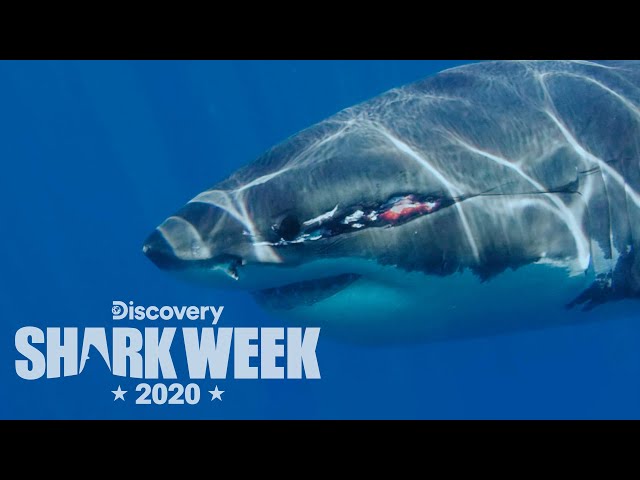 Meet The Joker: A Shark With a Giant Scar! | Shark Week