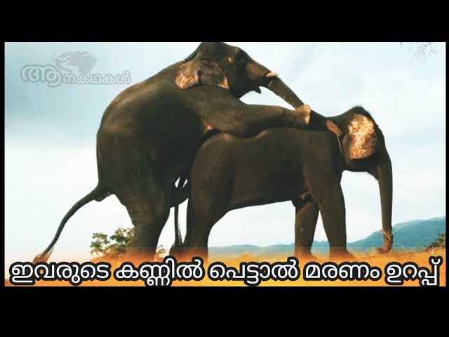 ഇവർ ആക്രമിച്ചാൽ മരണം ഉറപ്പ്,  കൊമ്പന്മാരേക്കാൾ പ്രേശ്നക്കാർ | Elephant video