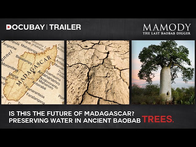 Mamody and the Fight for Water | Mamody- The Last Baobab Digger