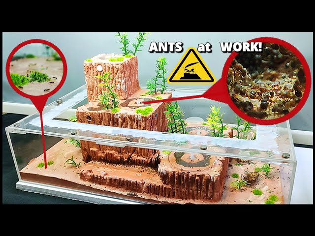I MADE the COOLEST ANT FARM! | D colony