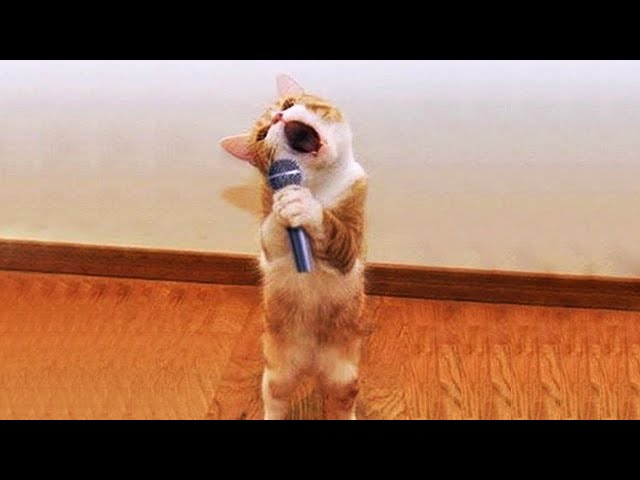 OMG So Cute ♥ Funniest Cats and Dogs Videos 2023 #4