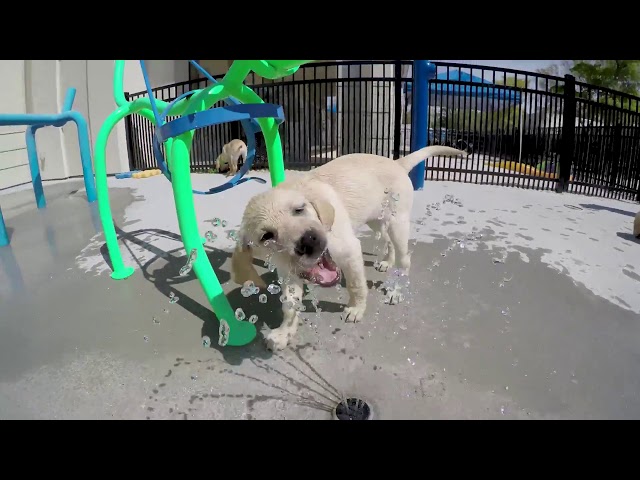 Wet, Wagging, and Wonderful: Puppy Splash Park