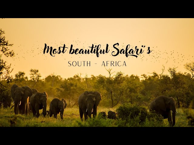 Most beautiful Safari's in South-africa 4k