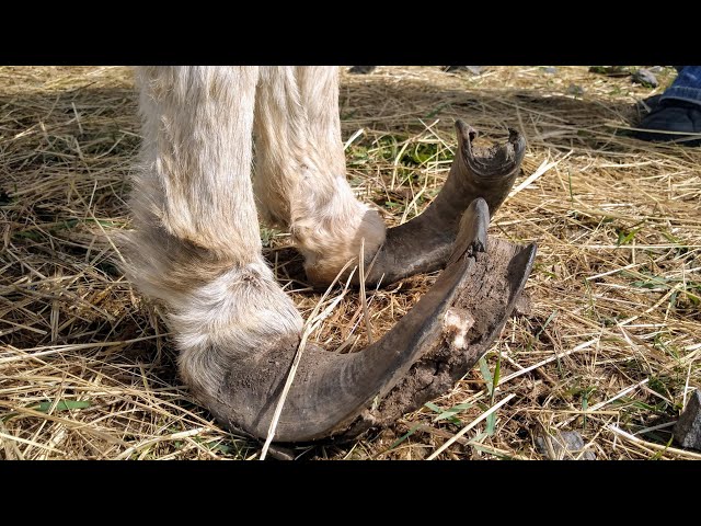 Rescue Donkey with Overgrown Hooves gets Pedicure [Part 1]