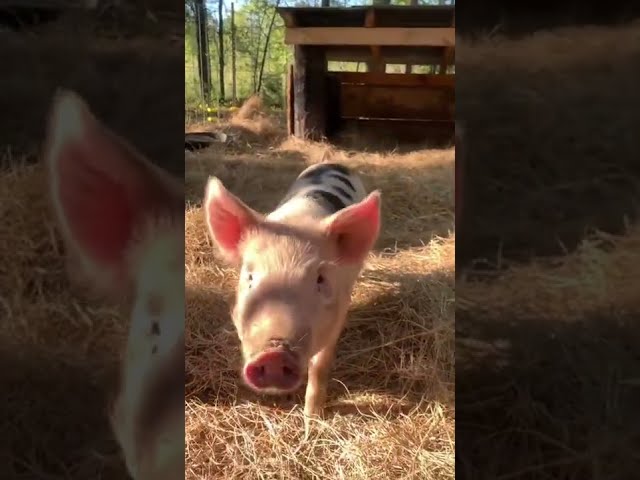 Pigs Get New Hay