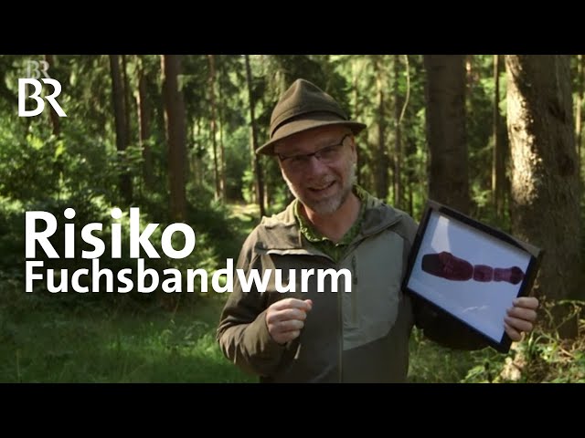 Der Fuchsbandwurm: Risiko beim Schwammerl-Suchen? | Wir in Bayern | BR