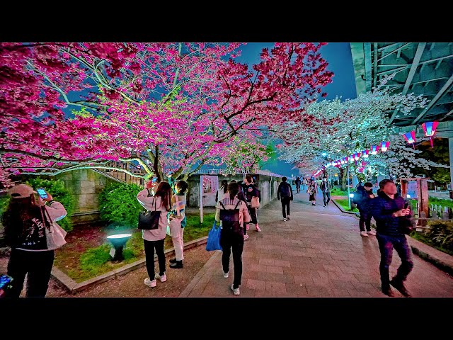 Japan: Tokyo Sumida Cherry Blossom Festival Night Walk • 4K HDR