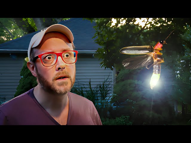 Let's Talk About American Fireflies (Lightning Bugs)