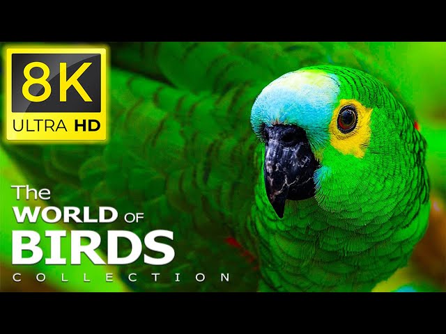 8K Beautiful Birds - Collection of Rare Birds in the World in 8K ULTRA HD Movies