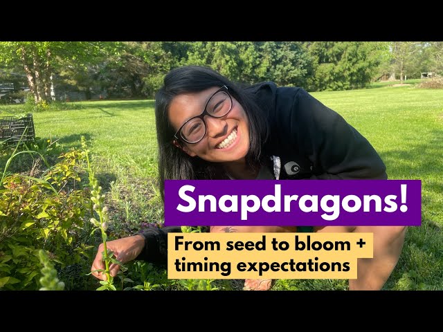 Snapdragons: From seed to bloom & timing expectations
