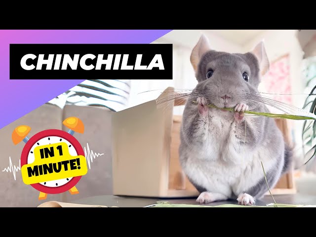 Chinchilla 🐹 The Fluffiest Pet! | 1 Minute Animals