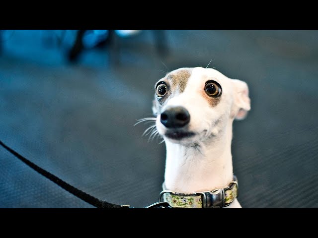 Funny Dogs Reaction To Magic Tricks! Try Not To Laugh!